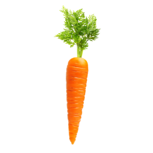 A fresh, whole carrot with green leafy top isolated on a white background, representing food preservation and enhanced shelf life through PEF technology.